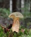 hřib osmahlý (Houby), Xerocomus ferrugineus (Fungi)